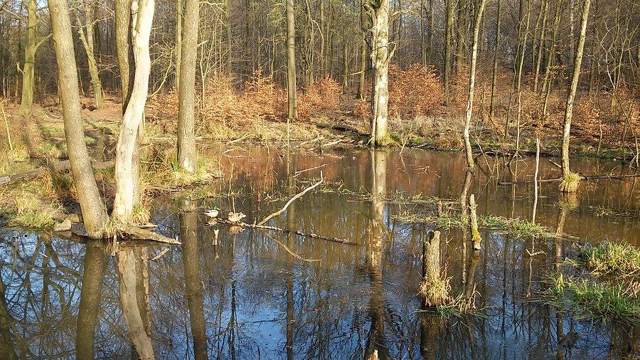 Wszystko zalane - ale tak ma być - kaczki zadowolone :)