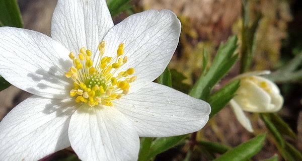 Zawilec gajowy (Anemone nemorosa)