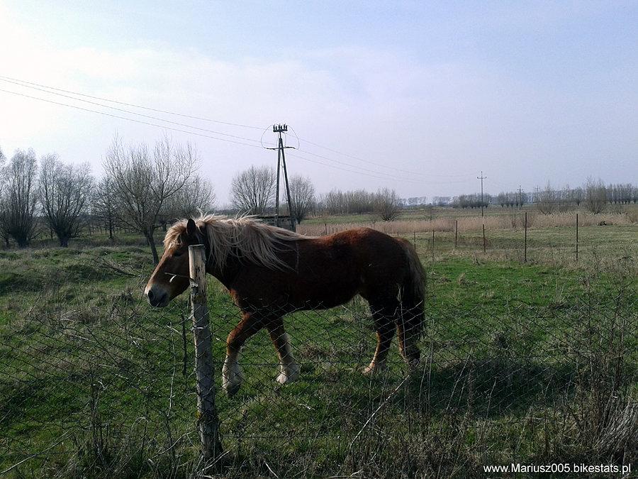Koń na wybiegu