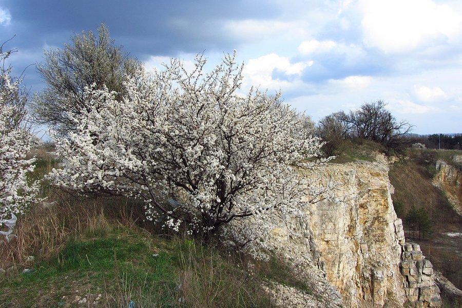 Wiosna II