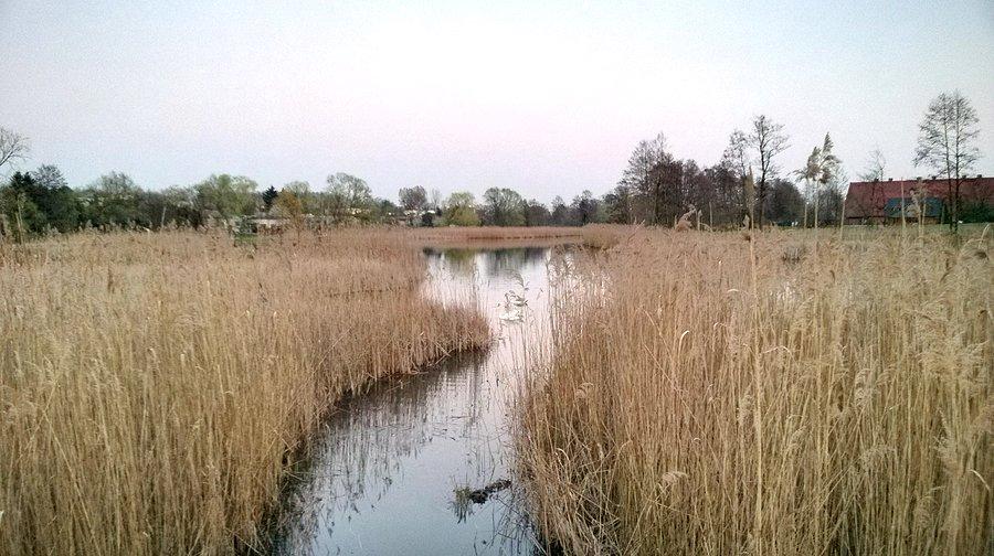 Łabędzie na jeziorze w Rosnówku