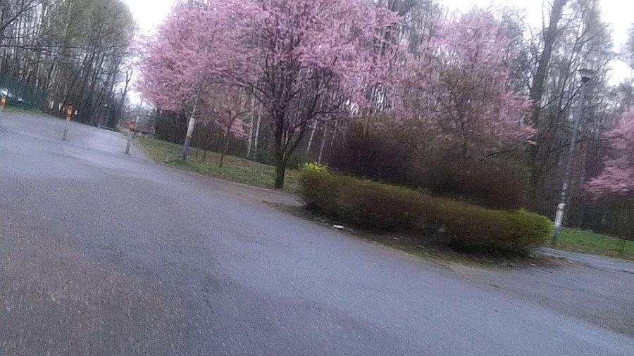 Wszystko kwitnie