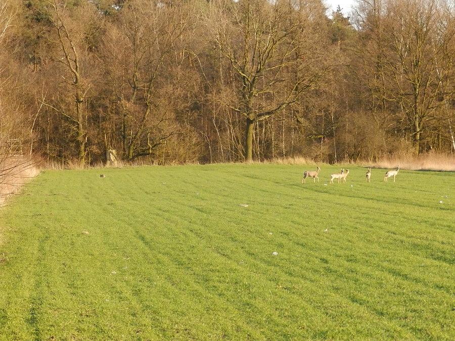 Zając i sarny
