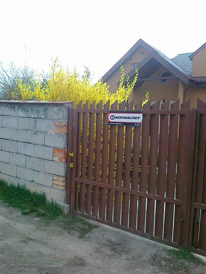 I krzewy za płotem