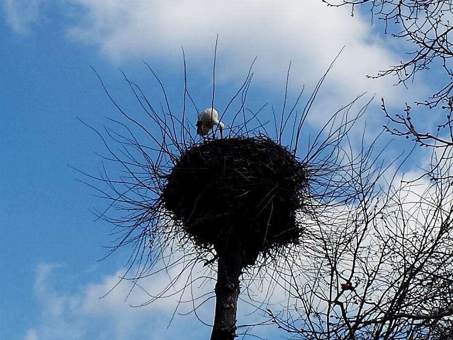 Bocian w Klępinie
