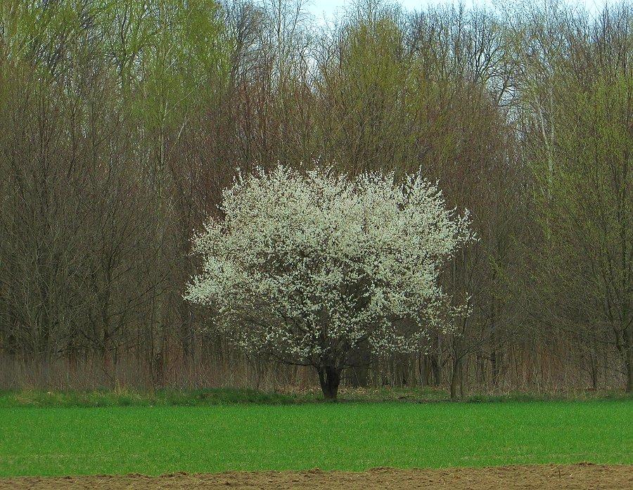 Kwitnący krzew głogu