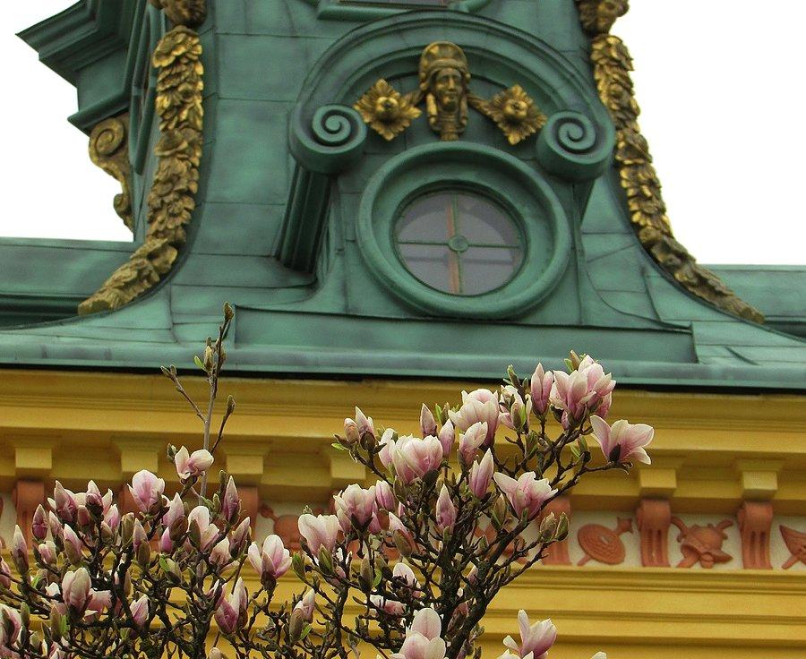 Magnolie wilanowskie