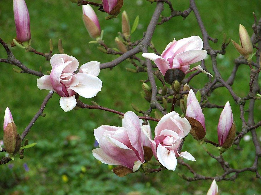 Magnolie wilanowskie