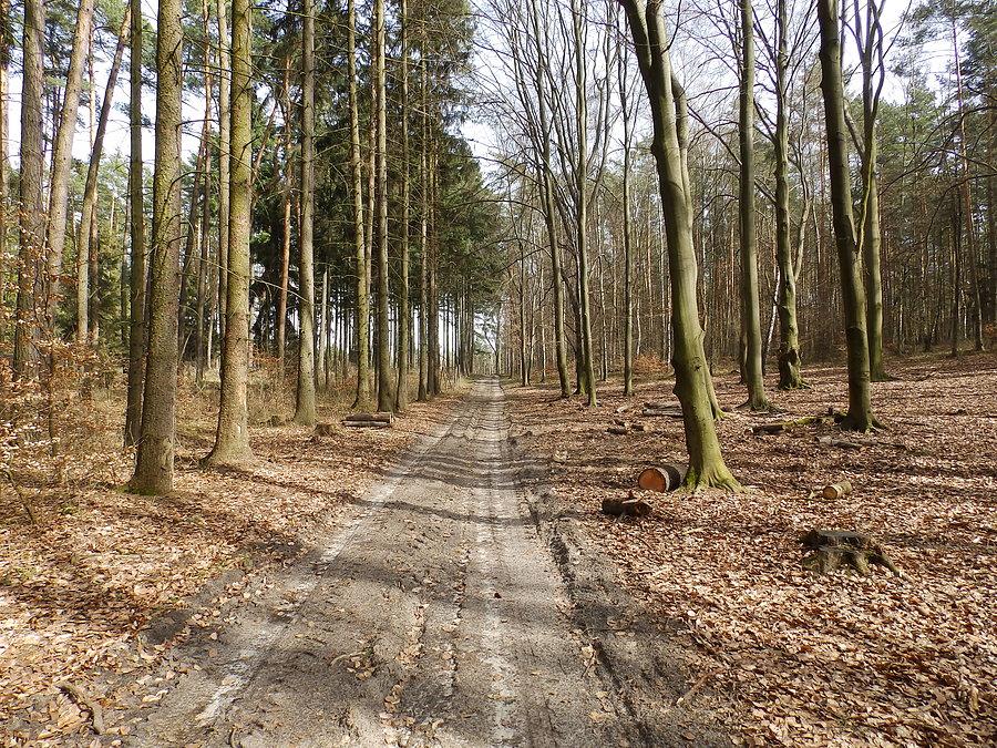 Las Wilczyński