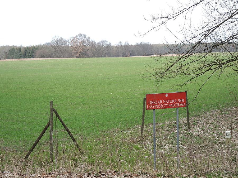 Lasy Puszczy nad Drawą - w drodze do Człopy