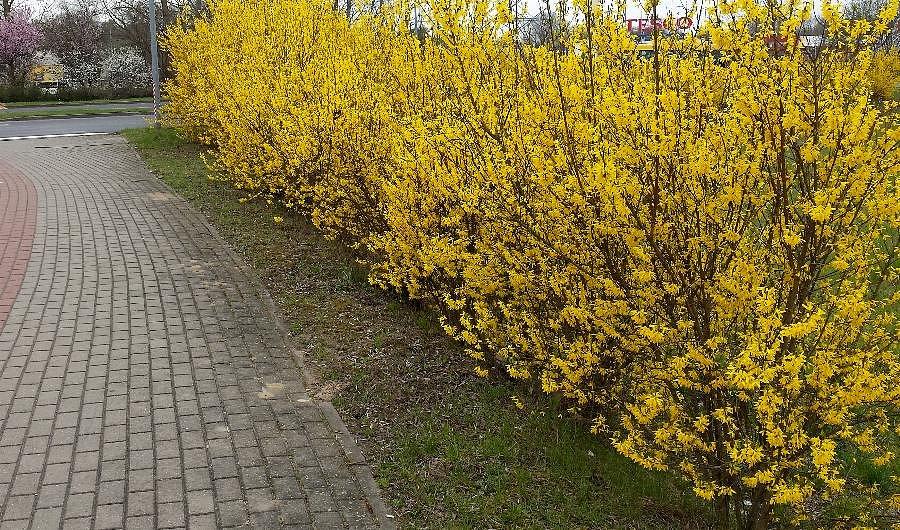 Forsycja przy DDR-ce