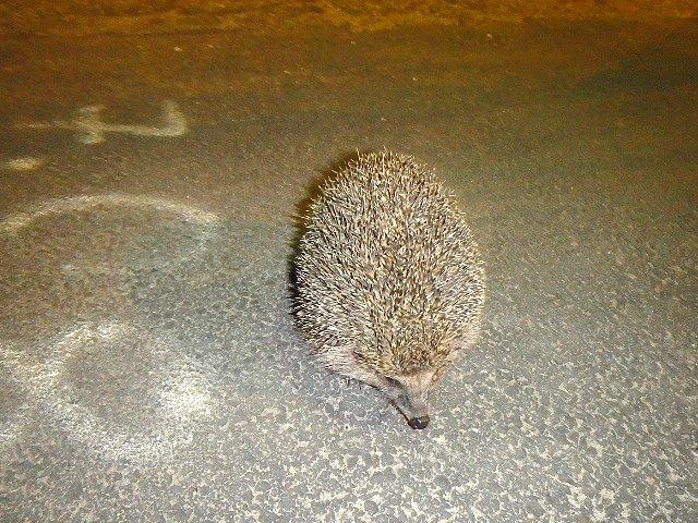 Bardzo miłe spotkanie na osiedlowym parkingu:)