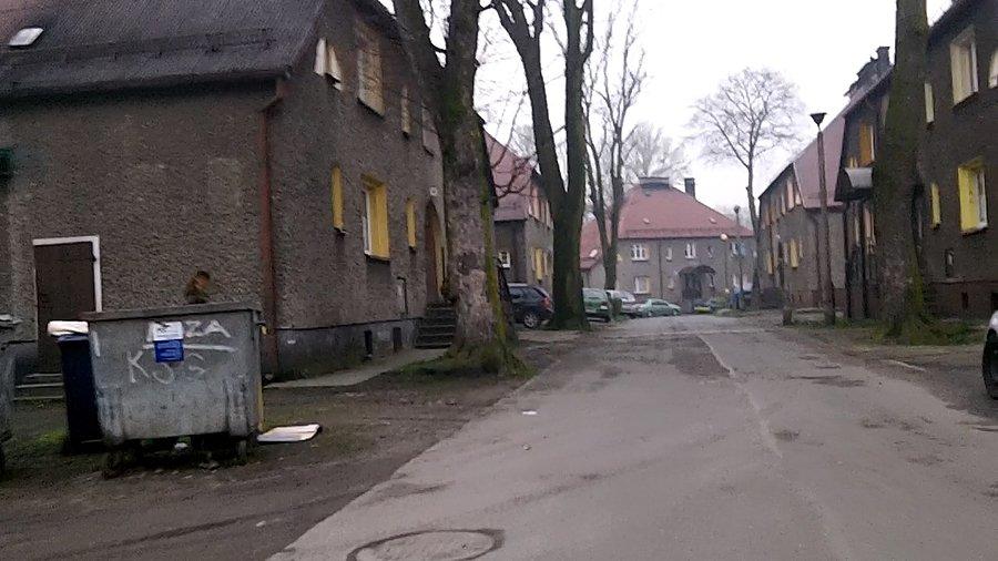 Kot śmietnikowy