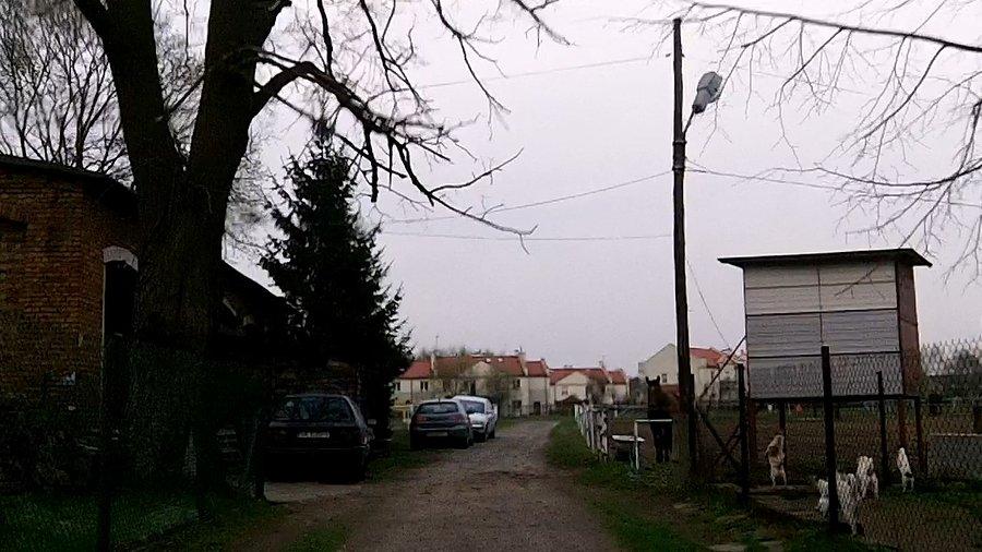 Hodowla psów?