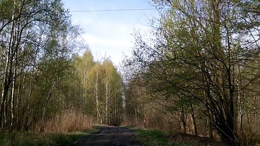 Przez las - kierunek Dolina 3 Stawów