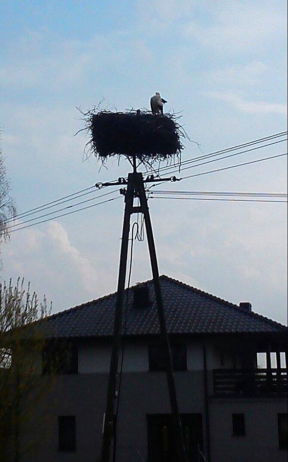 Pierwszy mój tegoroczny bocian a nawet dwa ! :-)