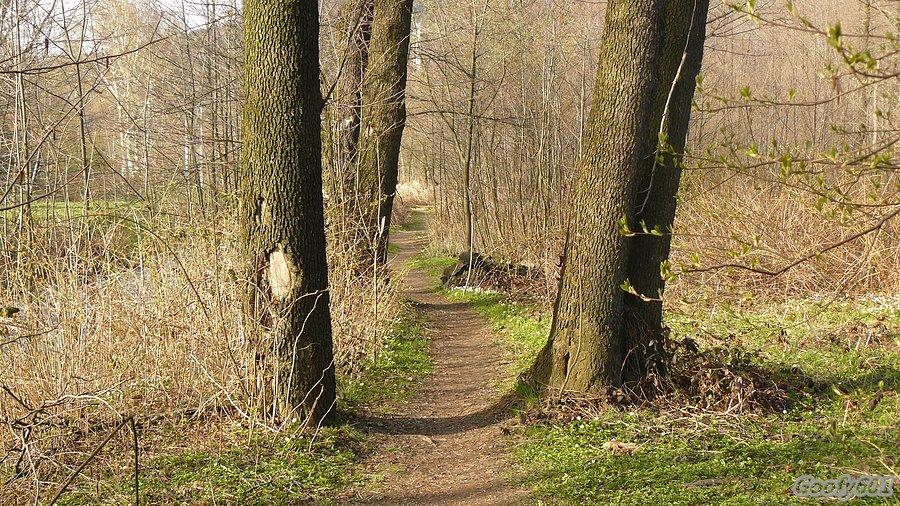 Tajemnicza ścieżka brzegiem potoczka