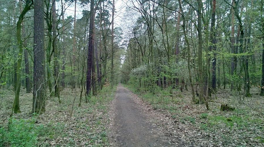 Drzewa pięknie się zielenią