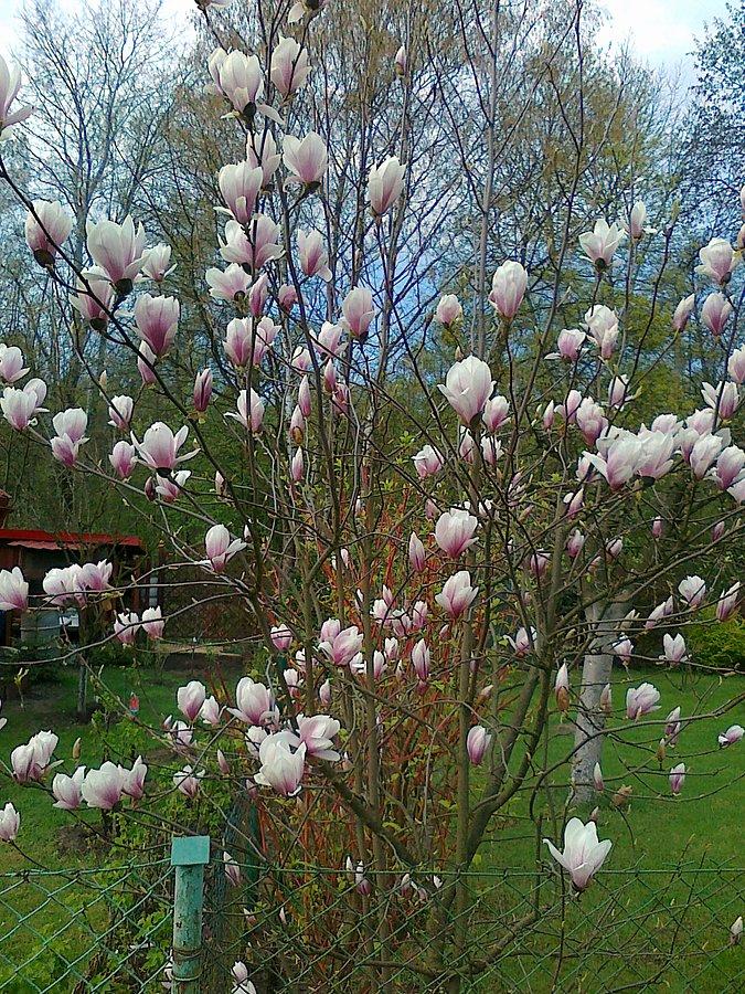 Kwitnąca magnolia