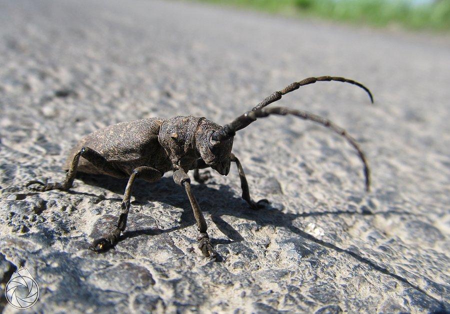 Małe wyrojenie zgrzypików