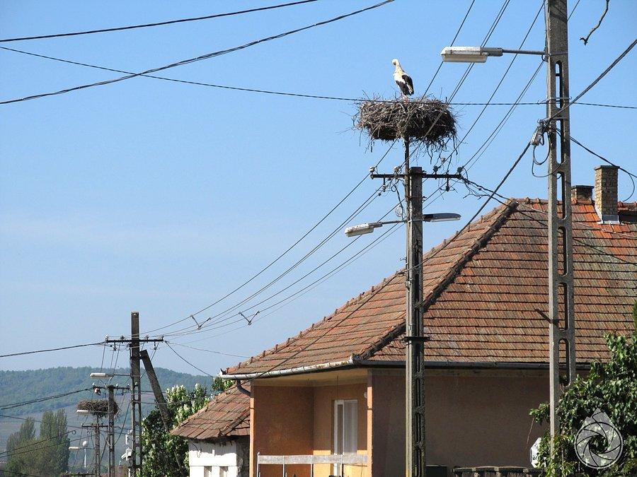 Na każdym gnieździe parka boćków