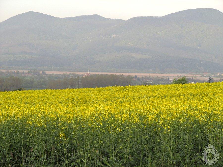 Rzepak pod Zempleni-hegyseg