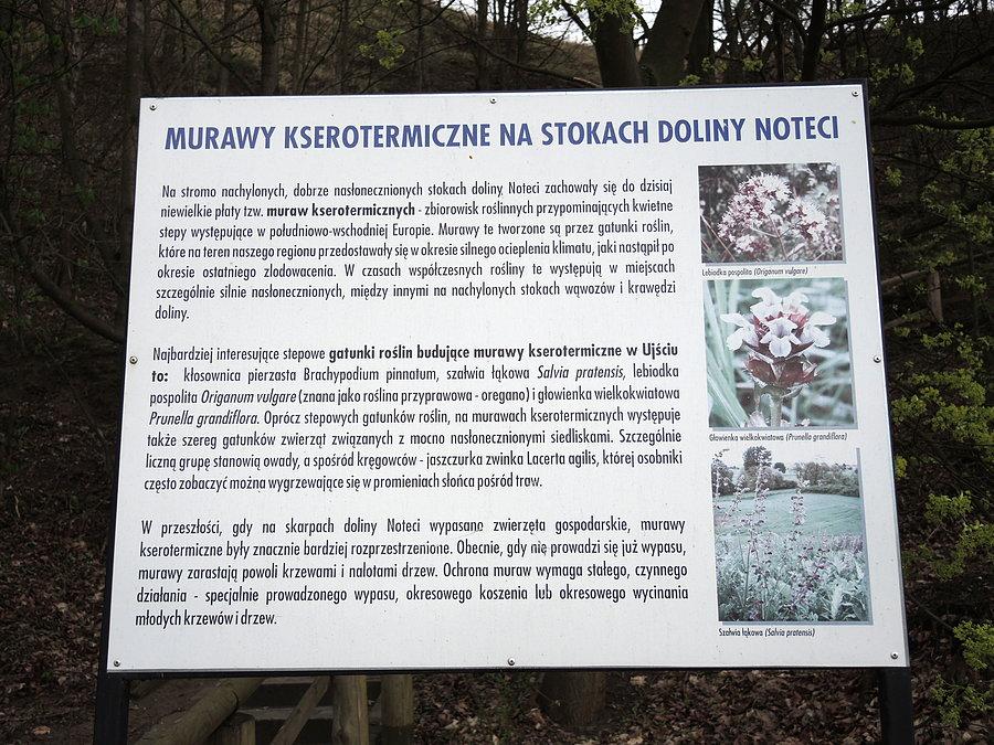 Ujście - murawy kserotermiczne na stokach Doliny Noteci