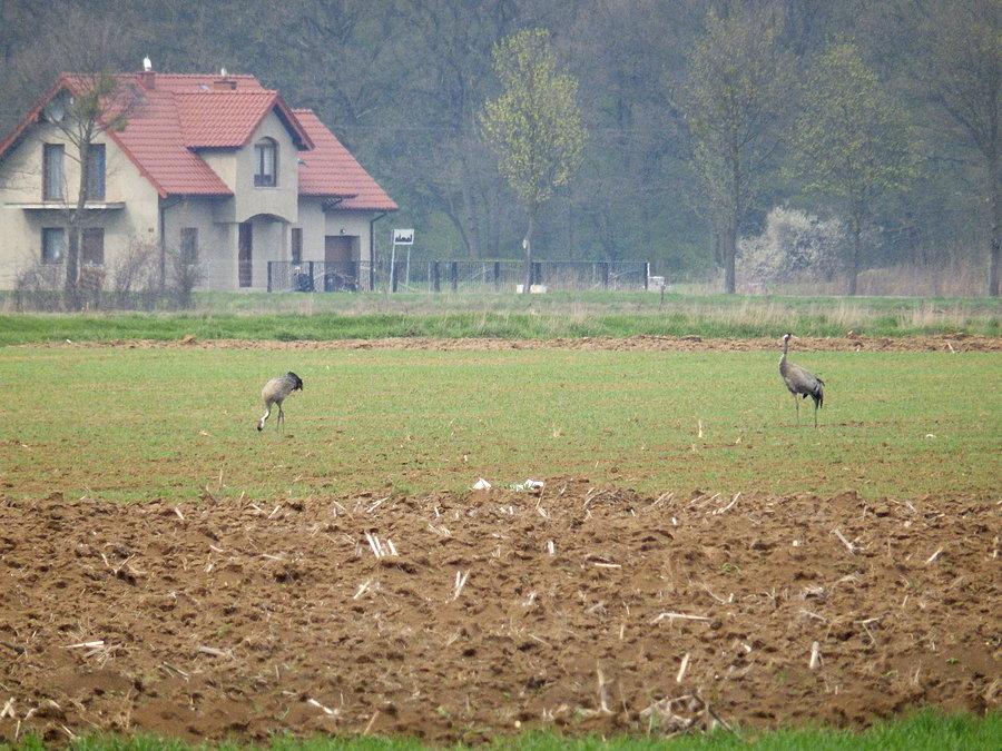 Żurawie koło Prężyc