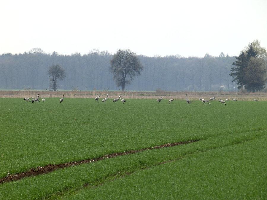 Stadko żurawi