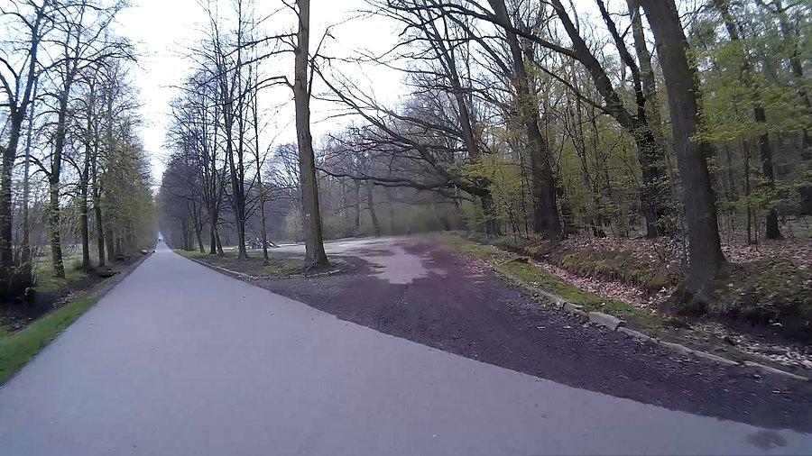 W lasku Makoszowskim