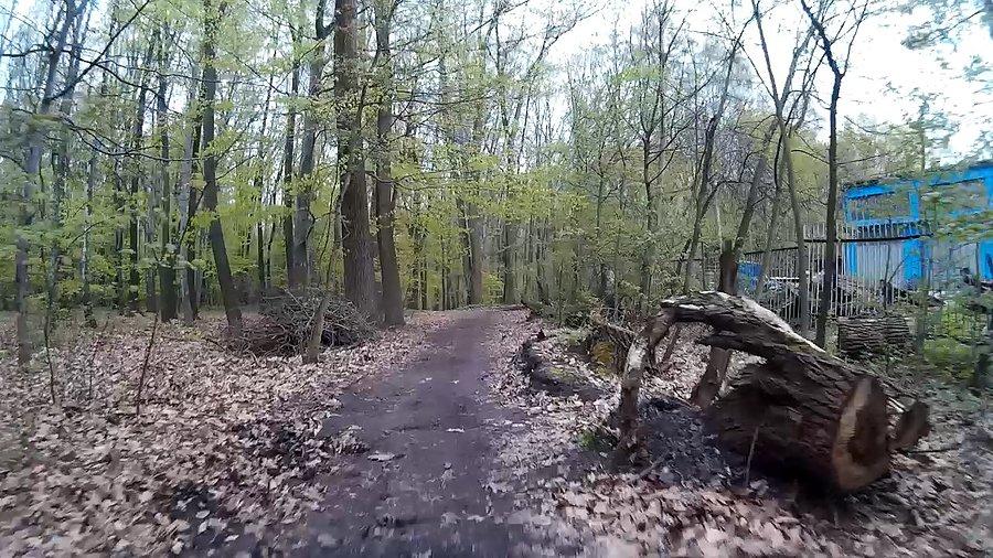 Korzenie, drzewa