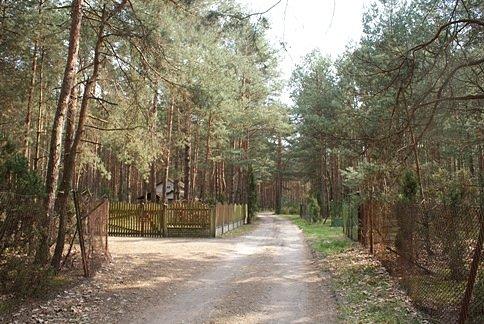 W lesie na granicy Inowłodza