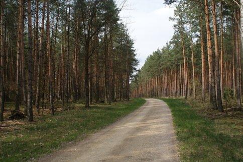 Zielonym szlakiem rowerowym w kierunku Spały, to na tym odcinku omijamy kilka mijanek ;)
