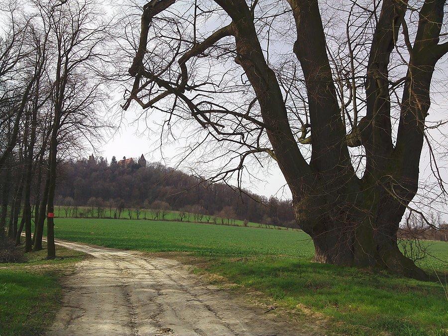 Poczwórna, 250-letnia lipa u podnóża Grodźca