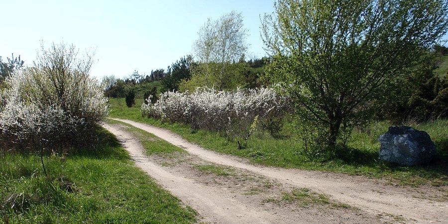 Kwitnące krzewy