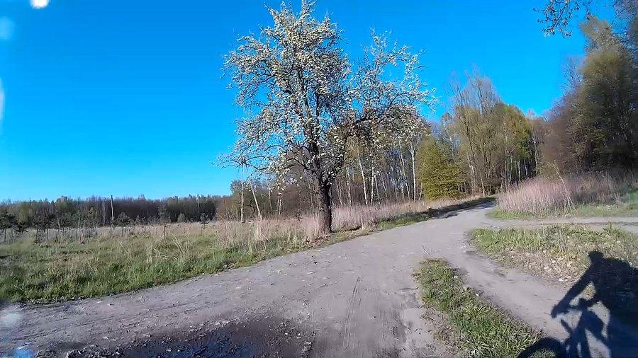 Kwitnące drzewo