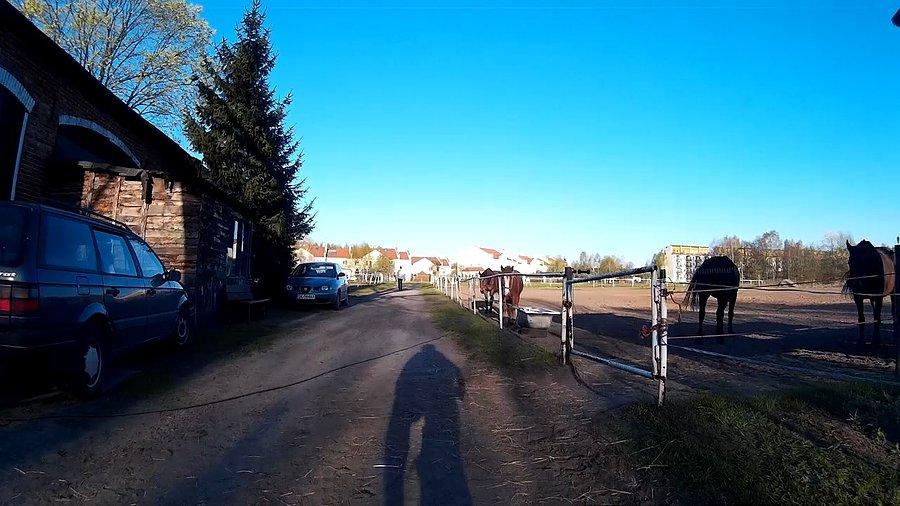 Koniki w Panewnikach
