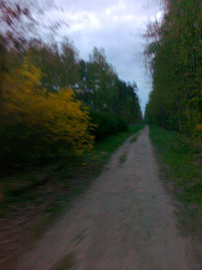 Poranek w lesie
