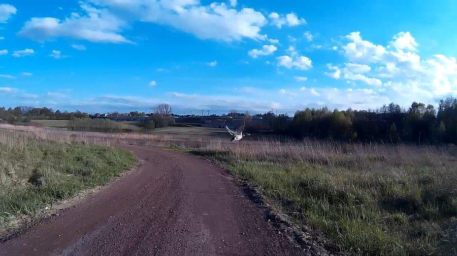 Uciekający Kaczor