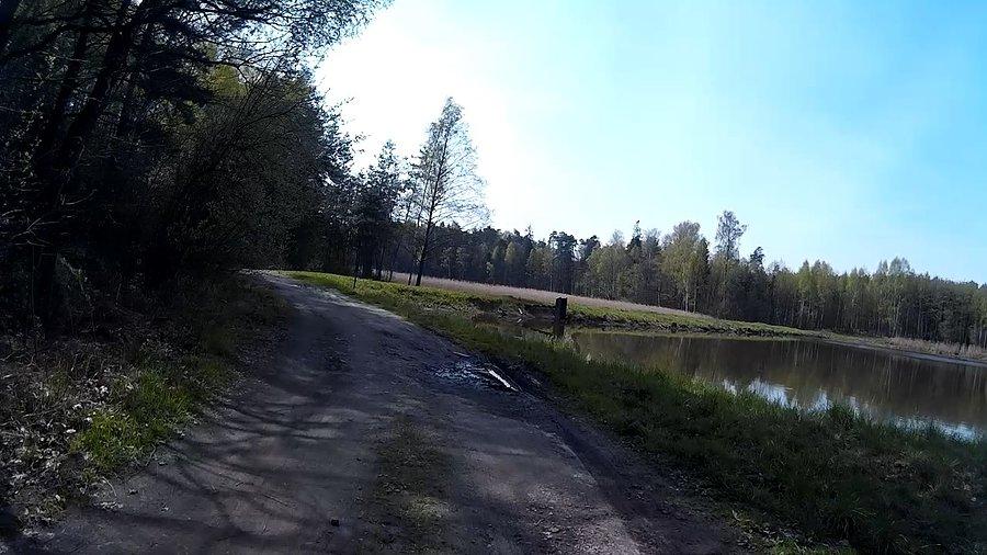 Leśne stawiki