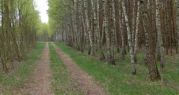 W lesie nad Rudką