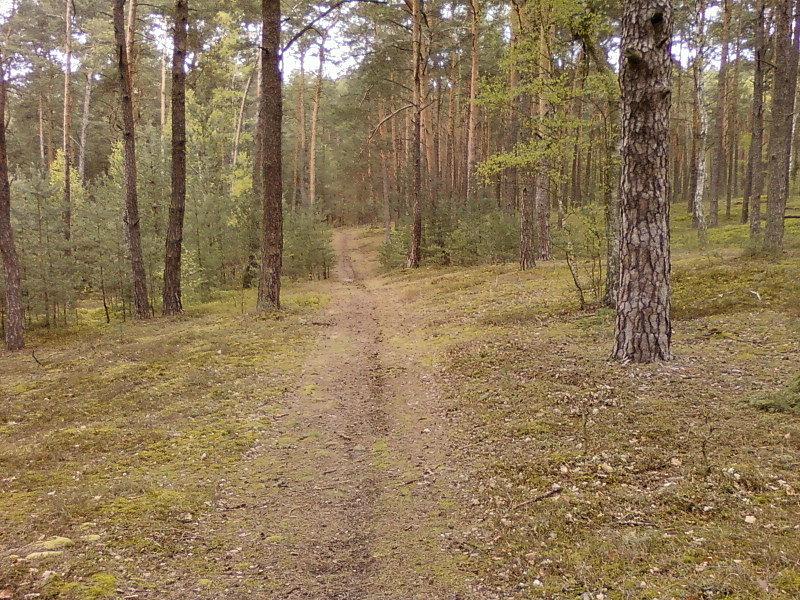 Ścieżka w lesie