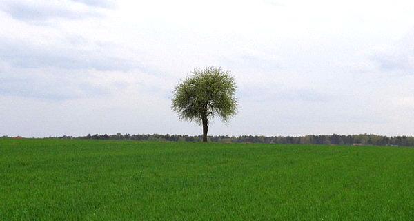 Ludwinów