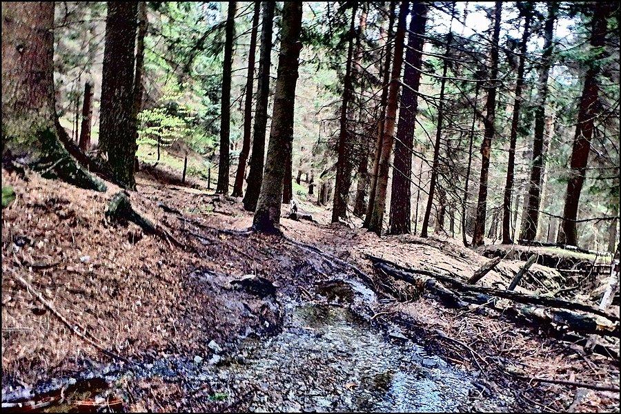 Singielek