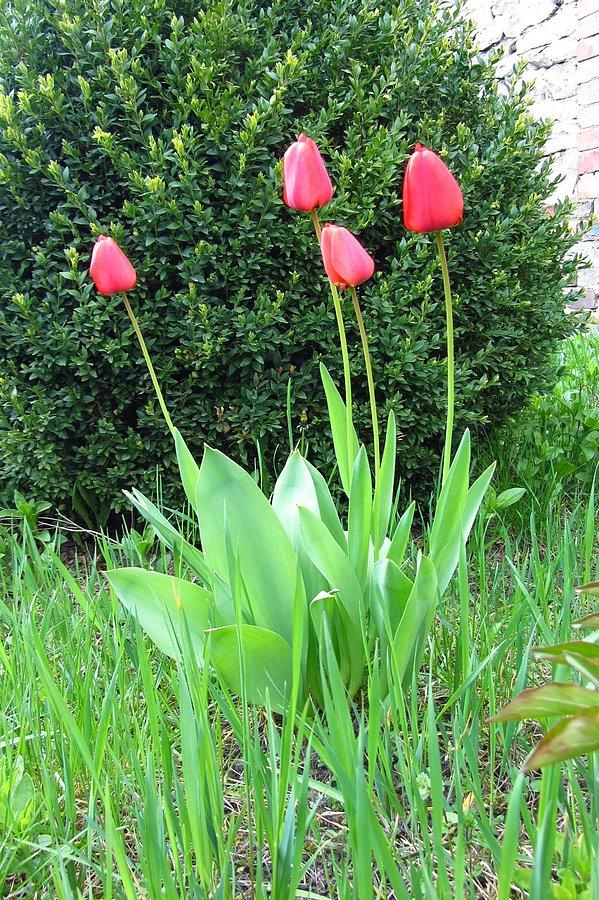 Tulipanki