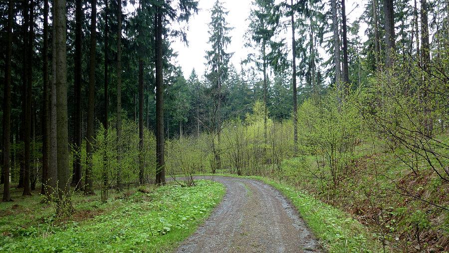 Leśny dukt