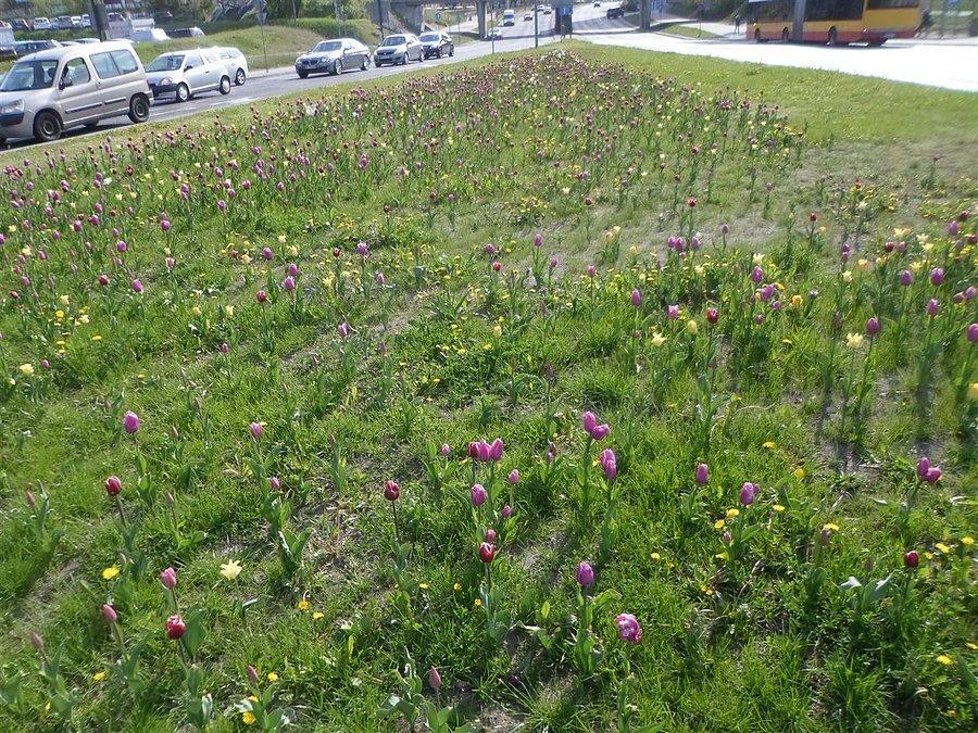 Tulipany róg Górczewskiej i Prymasa 1000-lecia