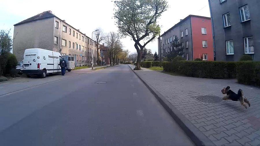 Bobik... ciekawe gdzie właściciel