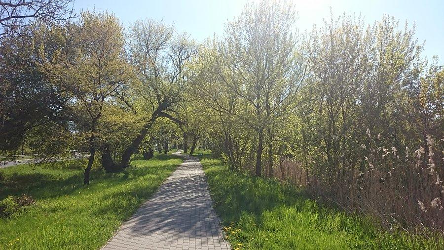 Jedyna pozytywna chwila z jazdy do pracy. Taki ładny zielony widoczek. Zimą był tu biały tunel, a teraz jest zielony
