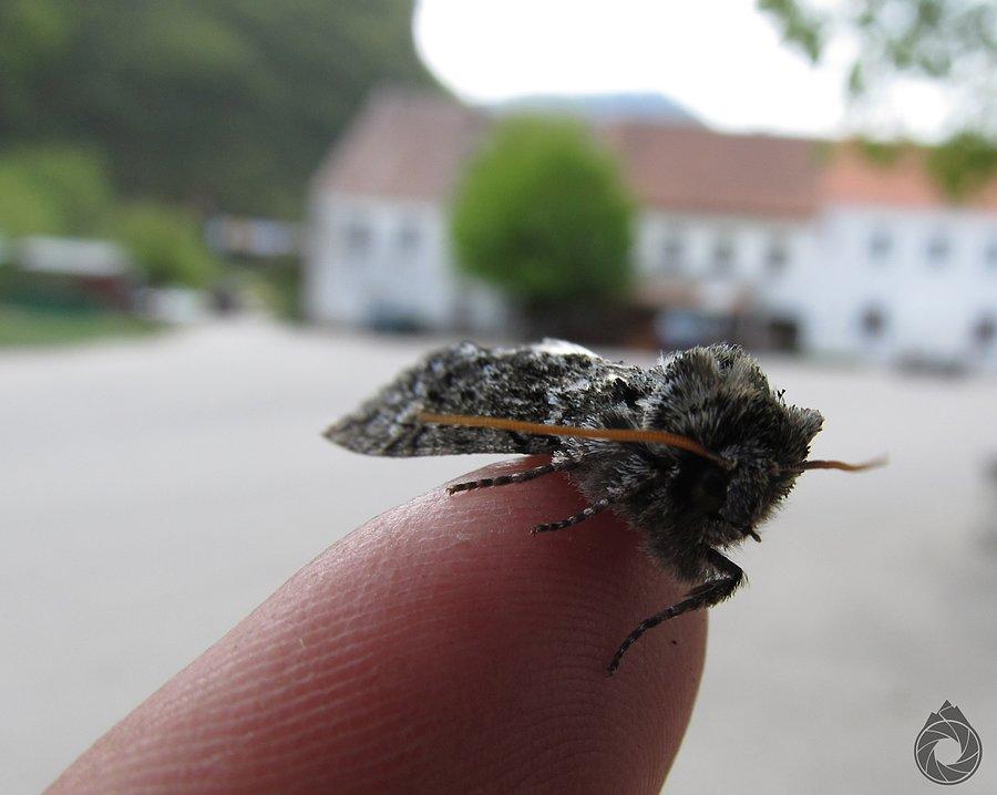 Ciemka w Šavniku
